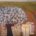 Tree Of Life 1